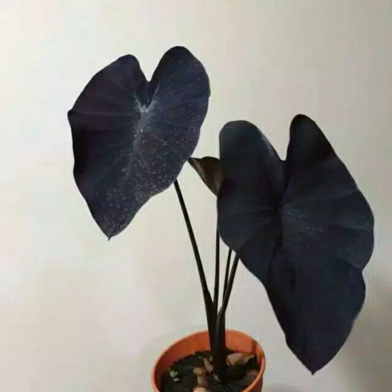 Jual Tanaman Hias Colocasia Esculenta Indonesia Shopee Indonesia