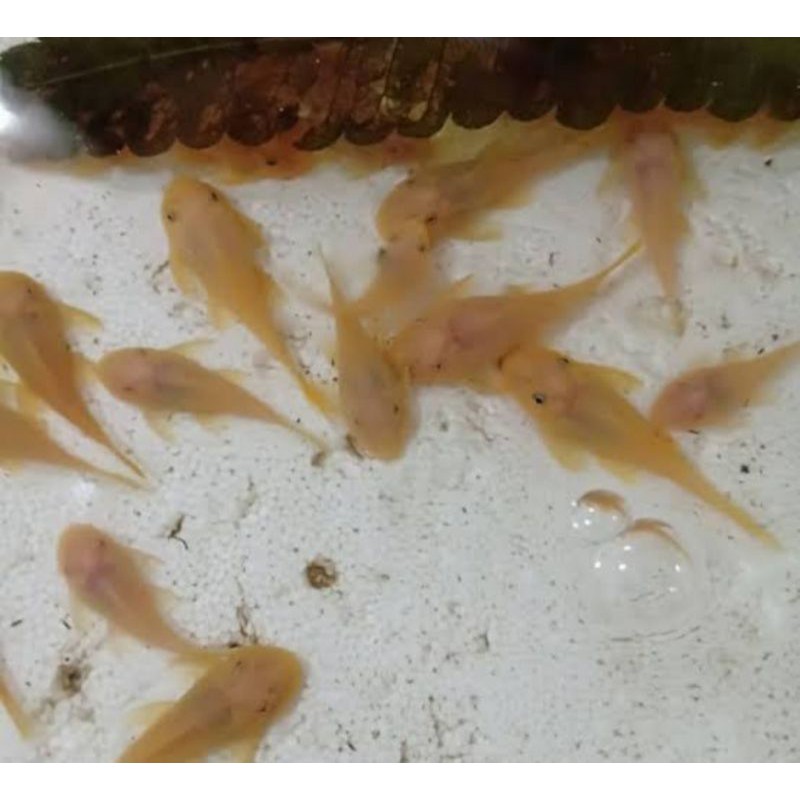 ikan sapu sapu albino