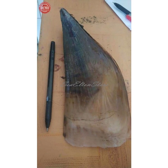 

KERANG KAMPAK Hidup Live Kerang Segar Kapak