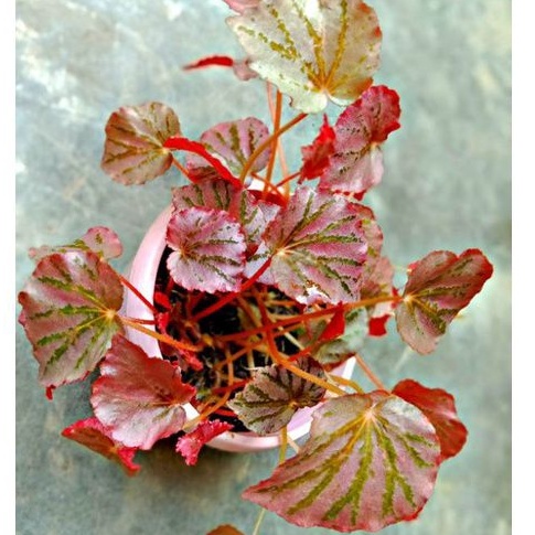 Tanaman hias Begonia / Begonia Import / Begonia Murah /Begonia pink