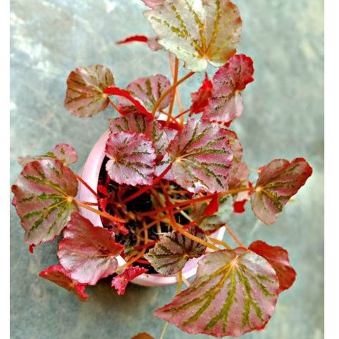 Tanaman hias Begonia / Begonia Import / Begonia Murah /Begonia pink