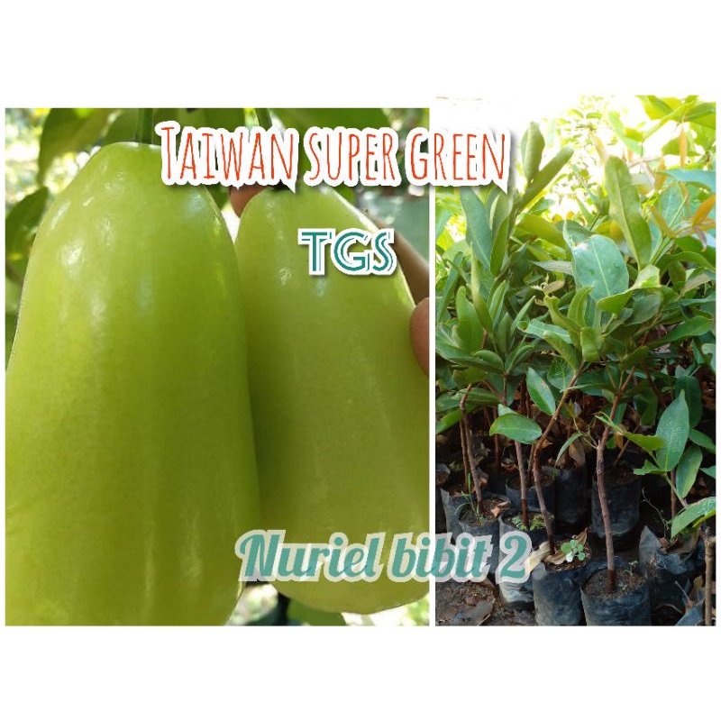 jambu Air Tsg super green