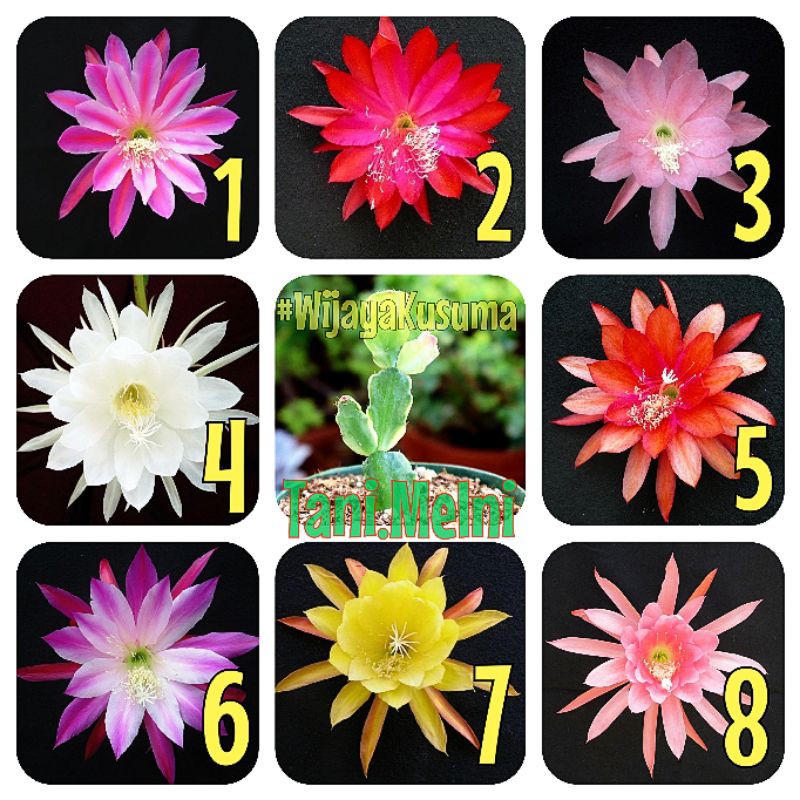 Wijaya Kusuma / Tanaman Hias Bunga Wijaya Kusuma / Kepiting (Cactus Epiphyllum) Bisa COD
