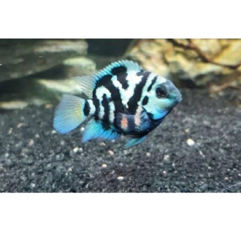 ikan parrot panda