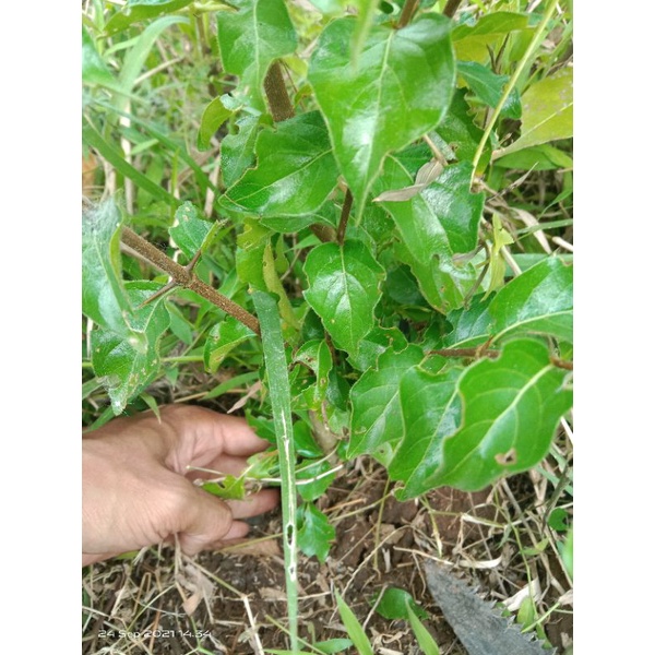 bahan bonsai gulgum/ gulo gumantung hasil dongkel