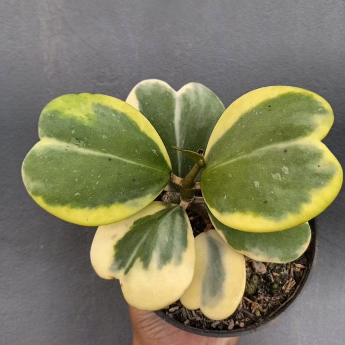 hoya kerii variegata love cluster