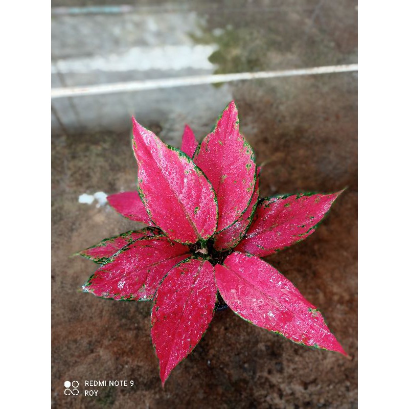  Aglonema Ruby Garuda  Shopee Indonesia