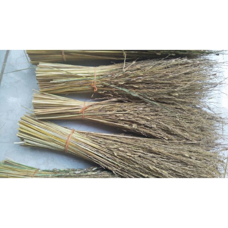 sapu padi jerami ketan hitam jerami merang ketan hitam