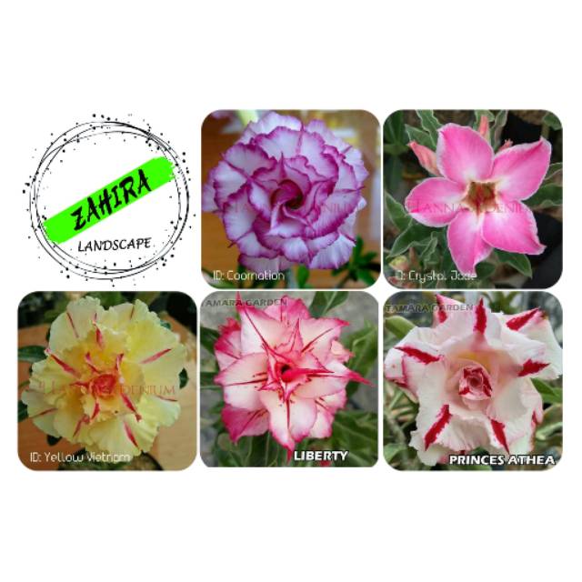 Paket (A2) 5 Bibit Kamboja Adenium Bunga Tumpuk - Tanaman Hias