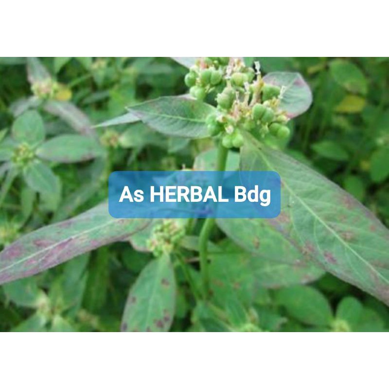 

Daun kate mas atau patik mas suduk mentul daun kastroli segar 300 gram-az