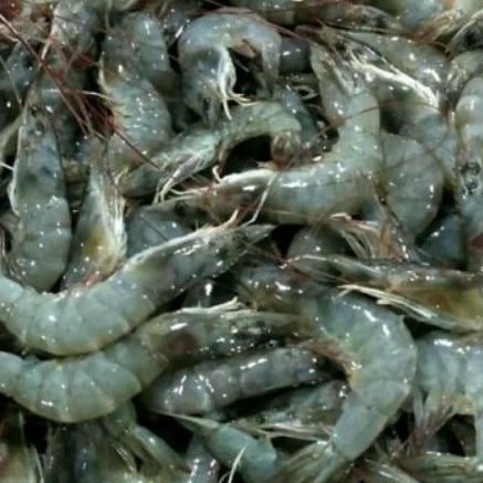 

Udang Segar ukuran Sedang Fresh 500grm