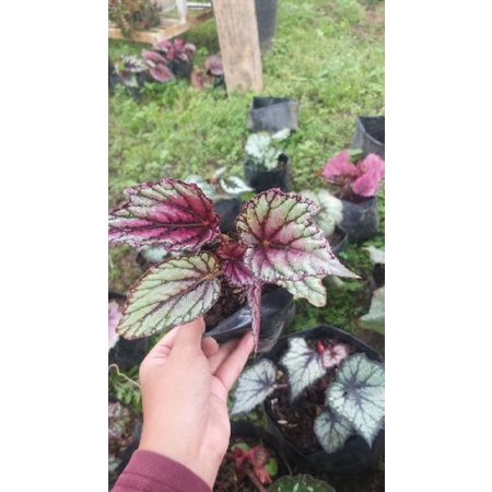 begonia bambu, runcing pink, begonia murah, begonia rimbun, begonia cantik, begonia unik, begonia gr