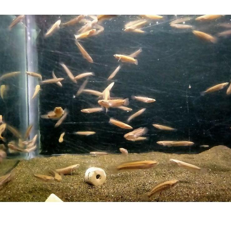 [0JGBU9255] PROMO Channa Blue Pulchra 4-5cm.