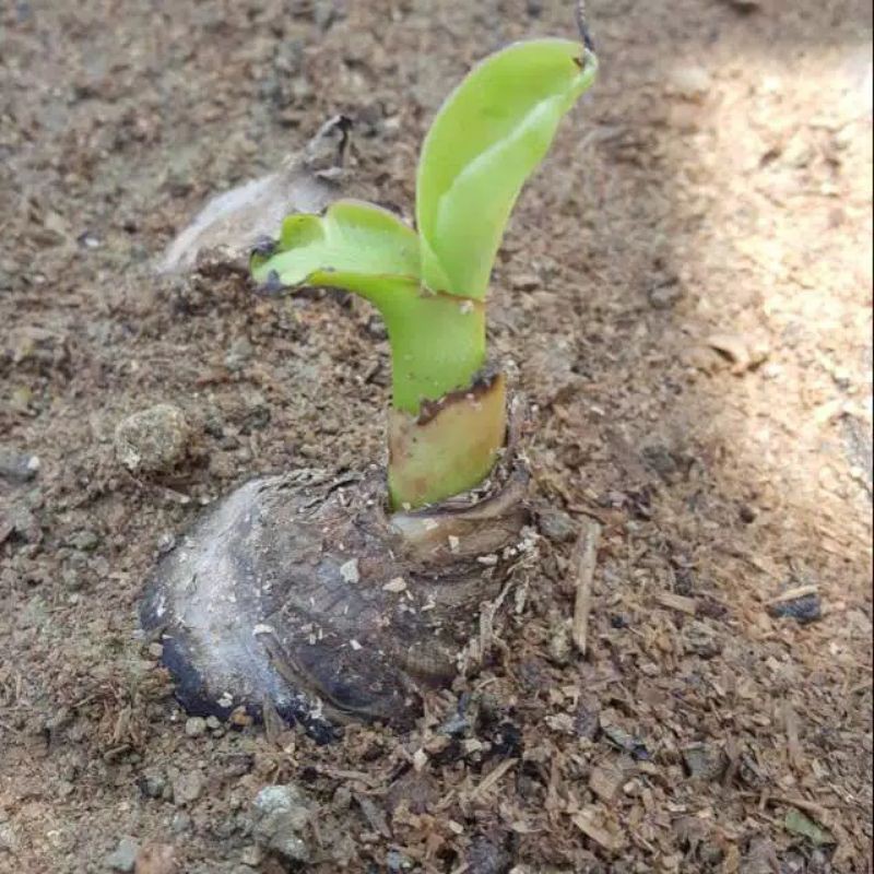 

tunas pohon pisang raja