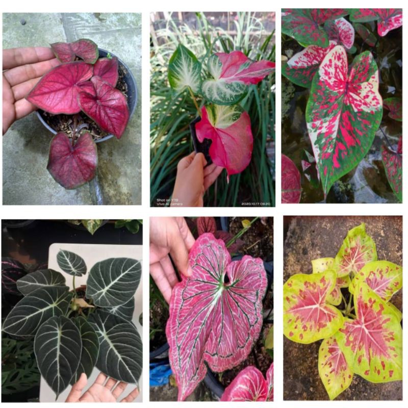 keladi hias paket 6 bonggol // paket murah // paket keladi hias Gardenfarm
