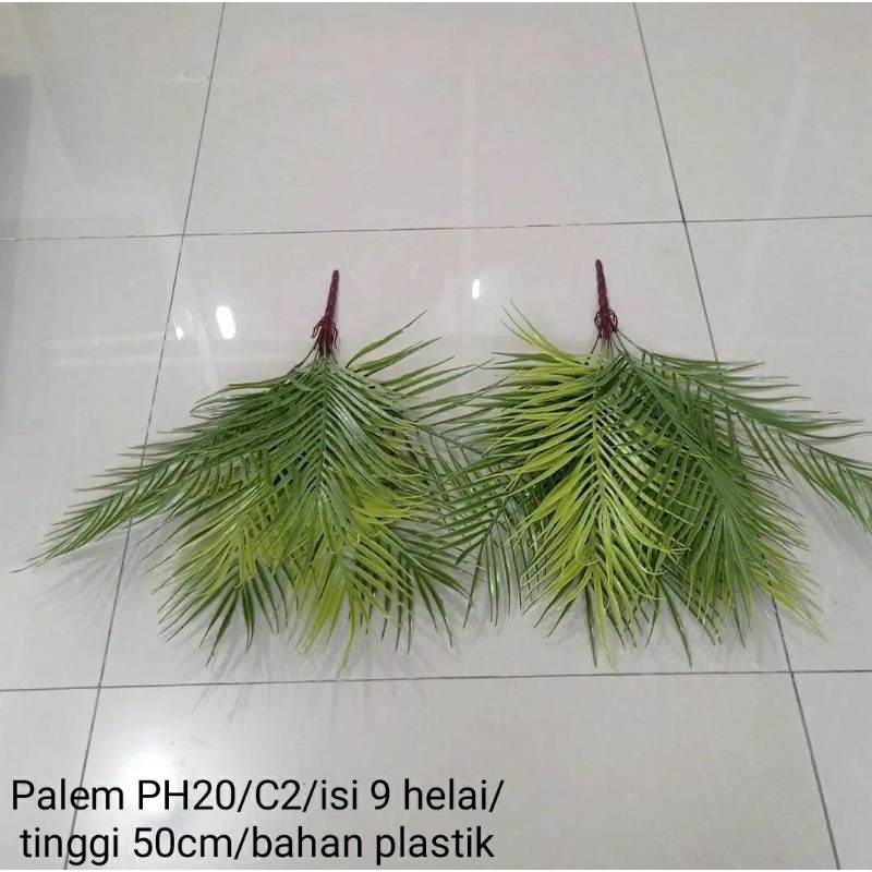 Pohon Palem PH20