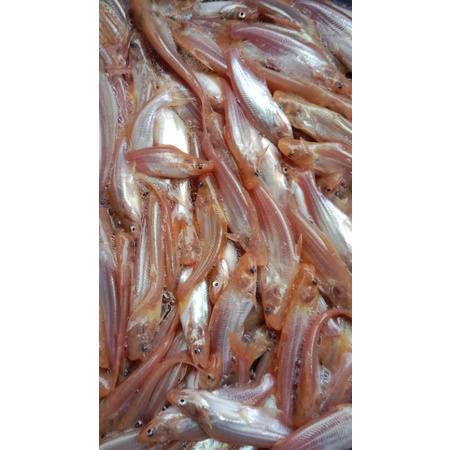 patin Bibit ikan patin(ALBiNO)