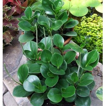 Bunga Peperomia Obtusifolia Hijau Cantik Murah Berkualitas