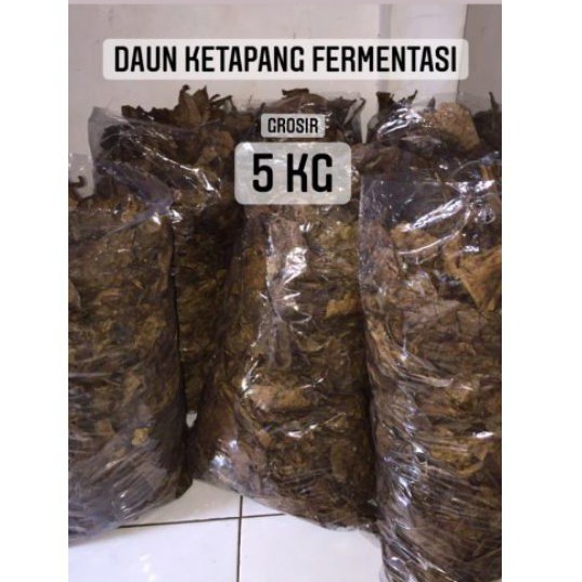 Daun Ketapang Laut 5 KG