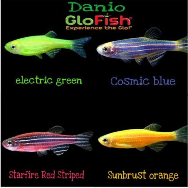 Ikan hias danio glofish