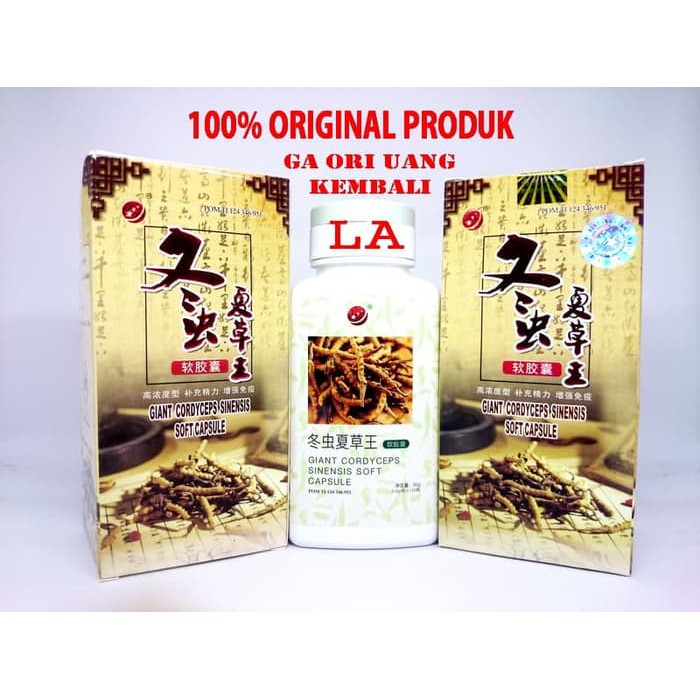 DISKON -  Biyuan Giant Cordyceps Sinensis