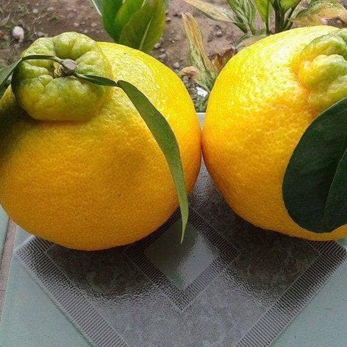 10 Bibit Jeruk Jepang Dekopon Import