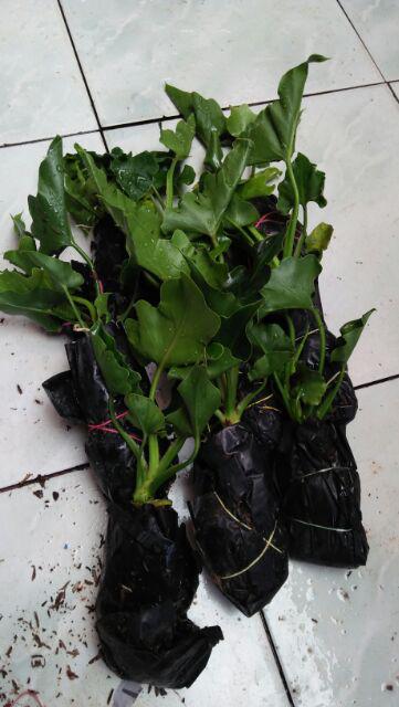 Philodendron / Jendron