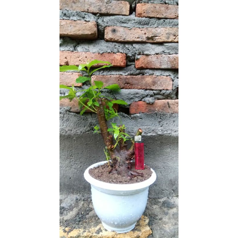 Bahan bonsai beringin loa bonggol sudah berakar