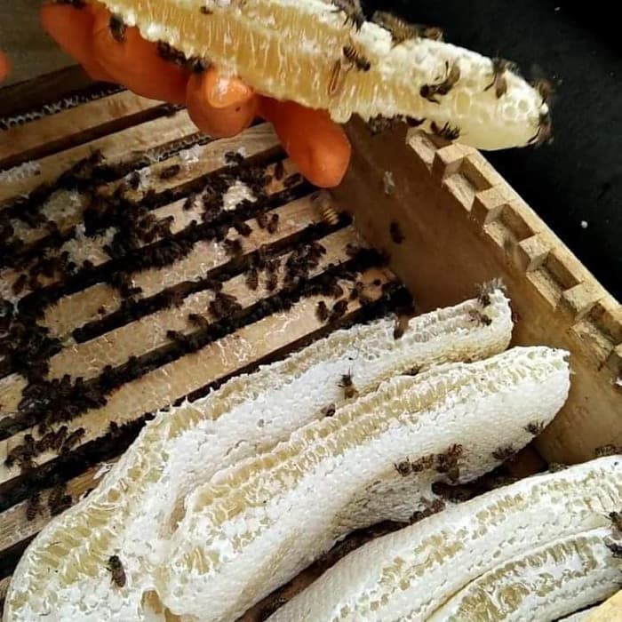 

Madu Sarang / Honeycomb / Raw Honey