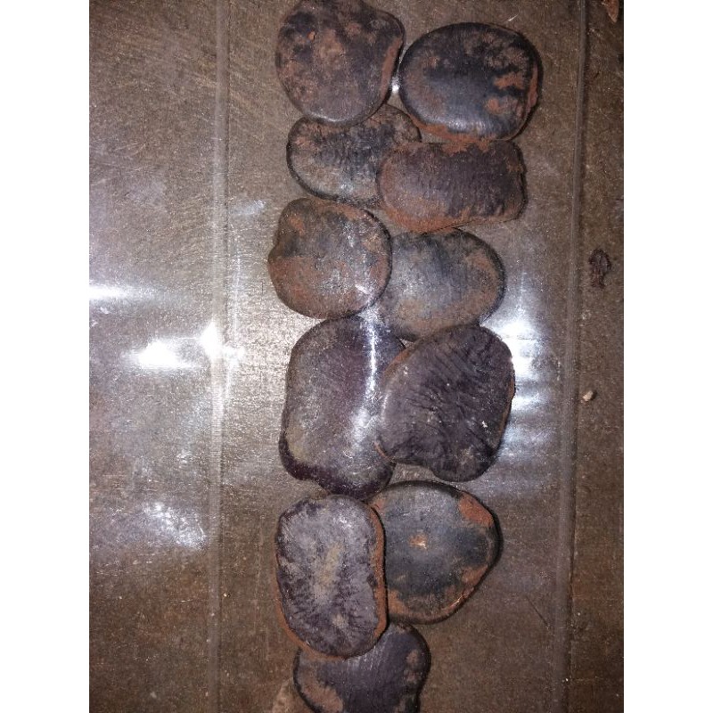 Benih atau Biji Merbau Insia bijuga