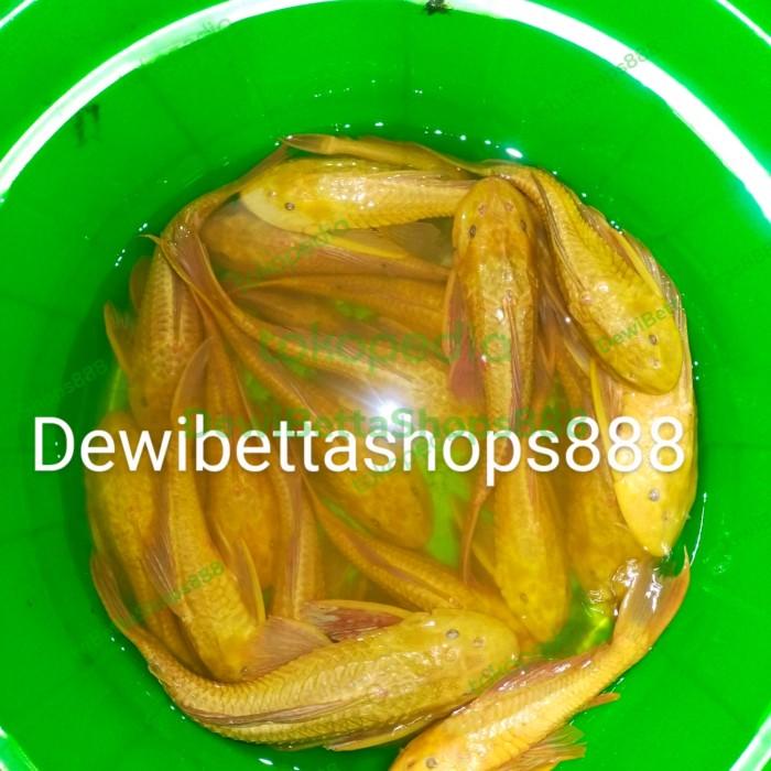 Nay / Ikan Sapu Sapu Albino Jumbo