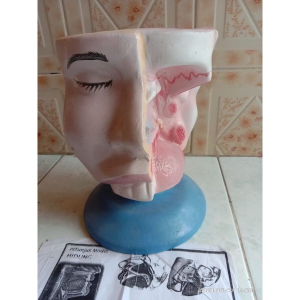 

Torso model hidung alat peraga pendidikan model hidung