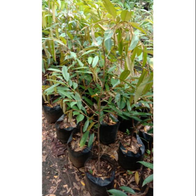 Bibit Durian Musangking Ukuran 1 meter