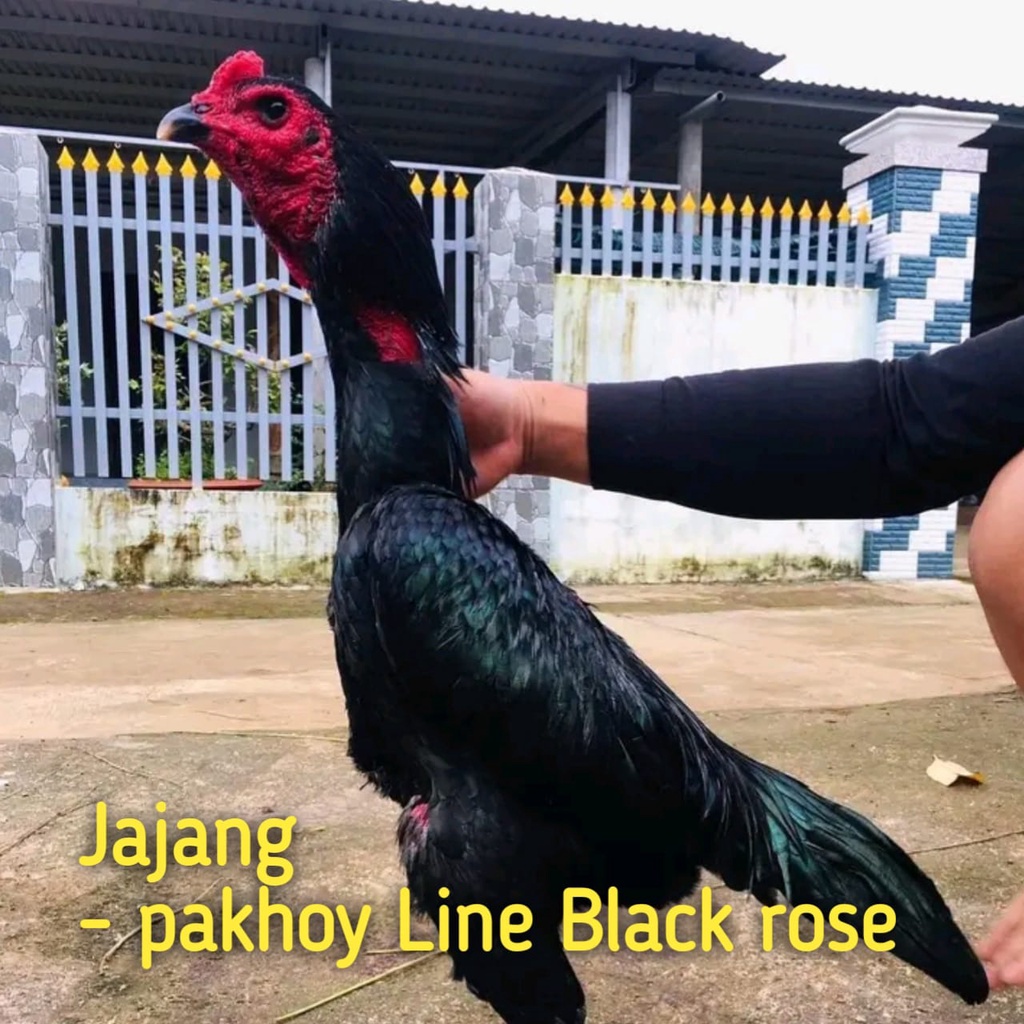 ayam bangkok asli telur super pakhoy line black rose