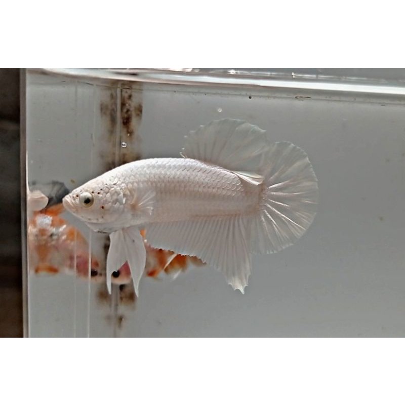 CUPANG PLAKAT WHITE PLATINUM SIAP BREEDING