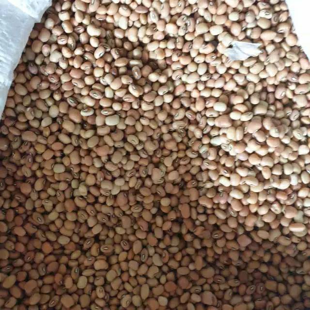 

Kacang Tunggak Impor