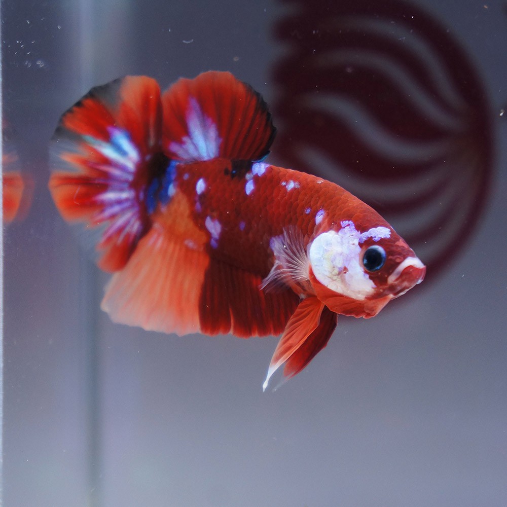 cupang male plakat red koi galaxy masking jantan 0111