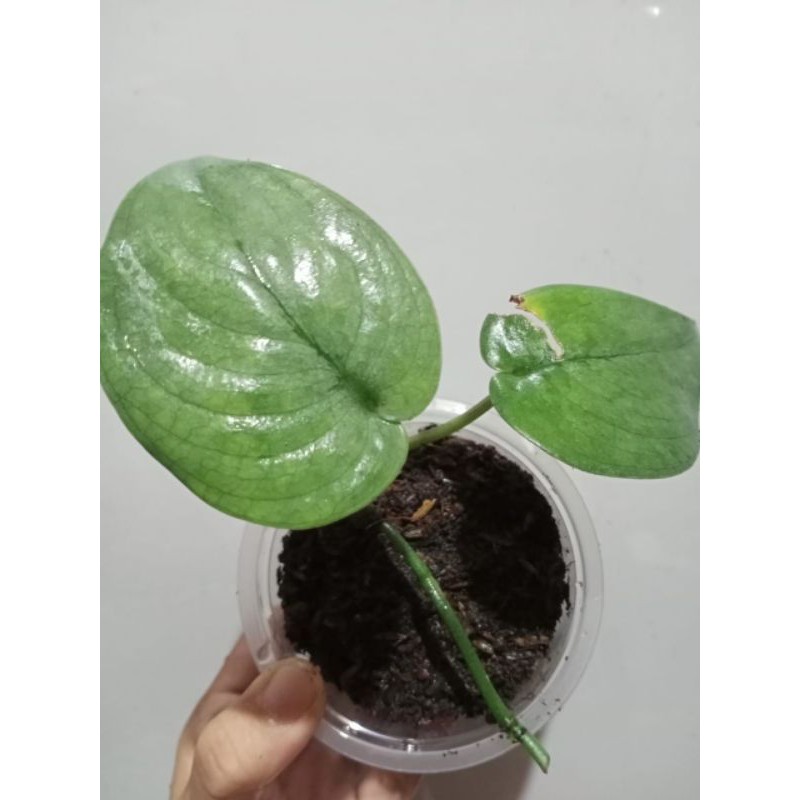 scindapsus silver hero platinum