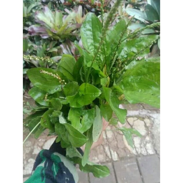 

ki urat atou daun sendok 250gram fres