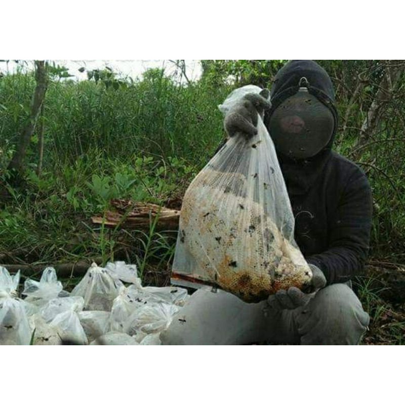 

PETANI MADU HUTAN LIAR JAMBI