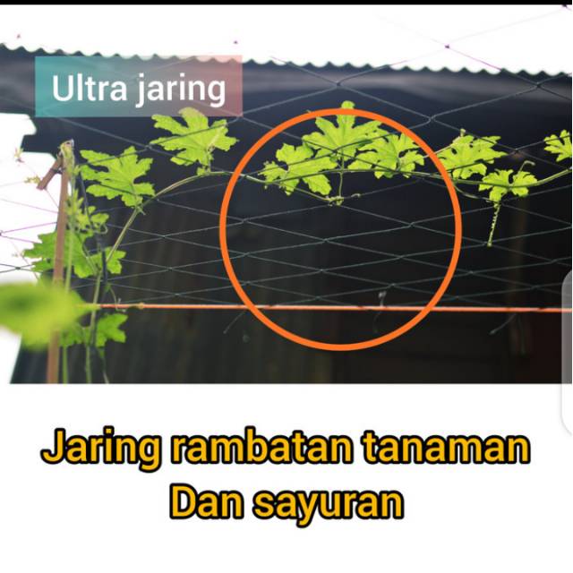 MEDIA TANAM JARING RAMBATAN TANAMAN (SAYUR,BUAH,BUNGA,DLL)