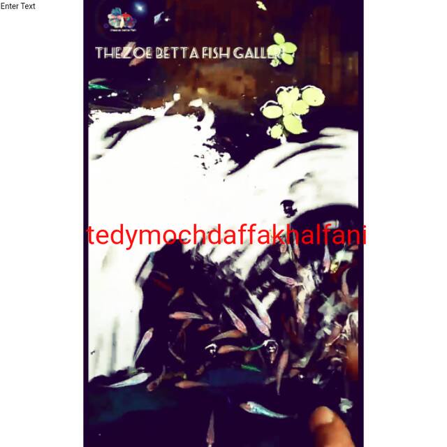 cupang hias slayer betina