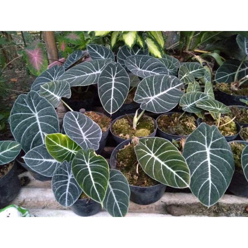 Tanaman Hias Alocasia Black velvet Alocasia Dragon scale Alokasia Bisma Tanaman dan bonggol Alokasia