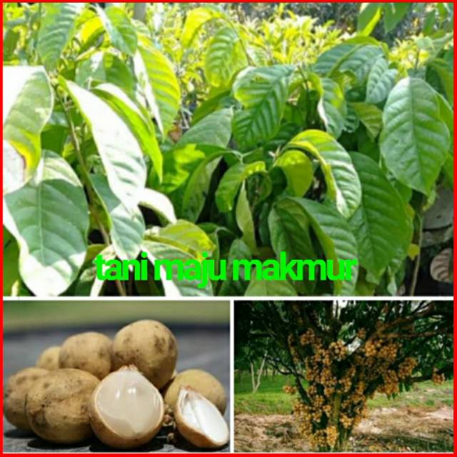 BIBIT TANAMAN DUKU KOMERING ASLI HASIL SAMBUNG CEPAT BERBUAH