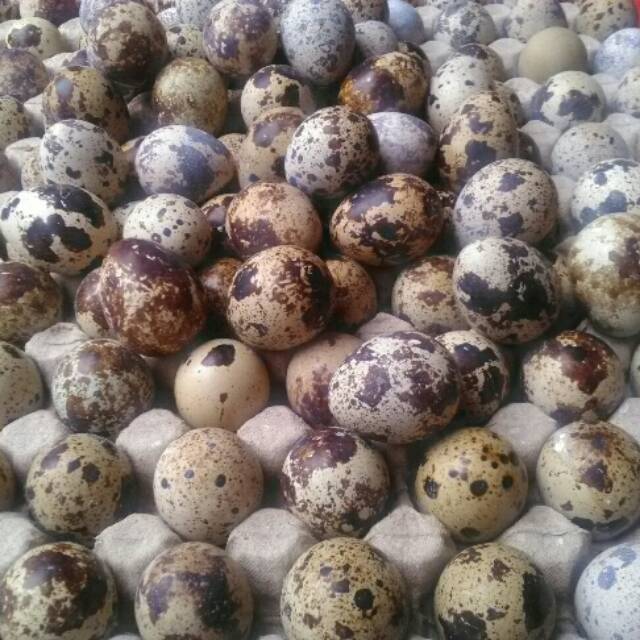 

Telor Burung Puyuh/Perbutir