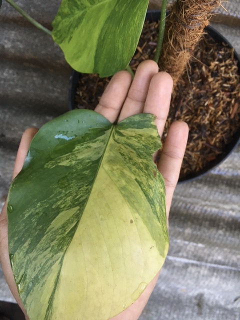 Monstera Marmorata Shopee Indonesia