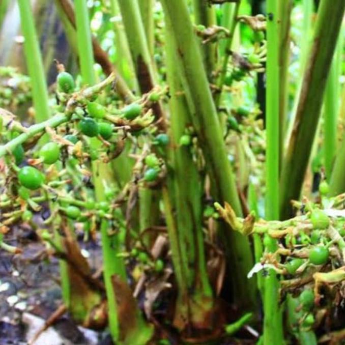 

Open Ds] Green Cardamon 100 Gram / Kapulaga Hijau / Kapulaga Sabrang India 100G