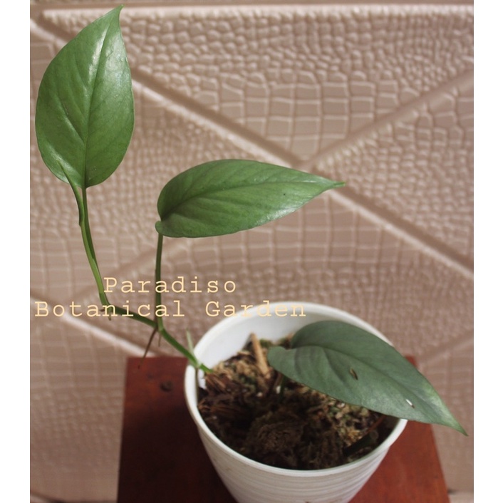 Cebu Blue, Epipremnum Pinnatum Cebu Blue, Epipremnum Cebu Blue