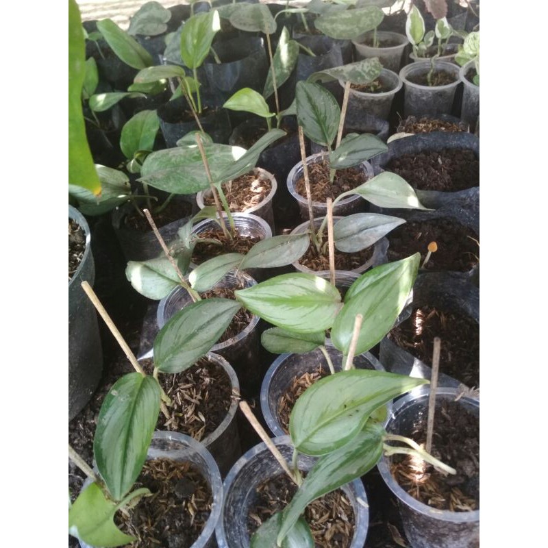 sirih susu scindapsus