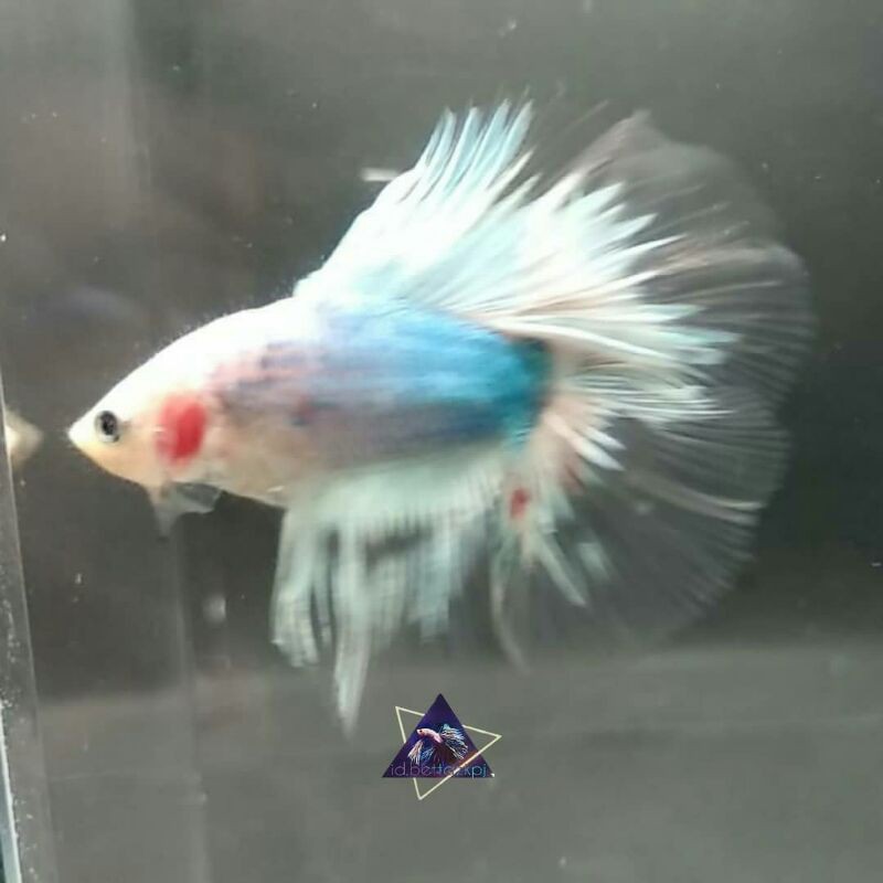Ikan Cupang / Betta Fish Half Moon Double Tail Turqoise Butterfly